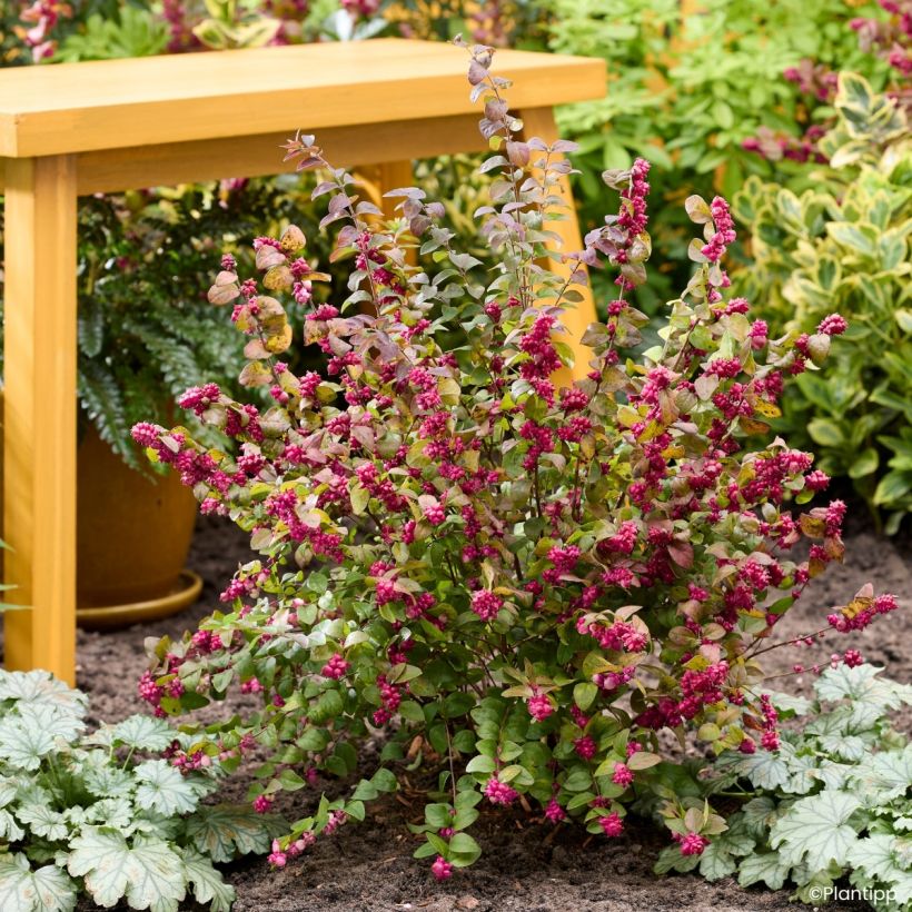 Symphorine Little Berry - Symphoricarpos (Port)