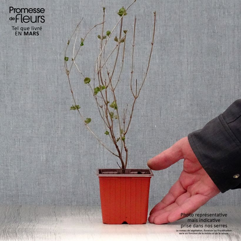 Spécimen de Symphorine Mother of Pearl - Symphorycarpos doorenboosii  Godet de 8/9 cm tel que livré au printemps