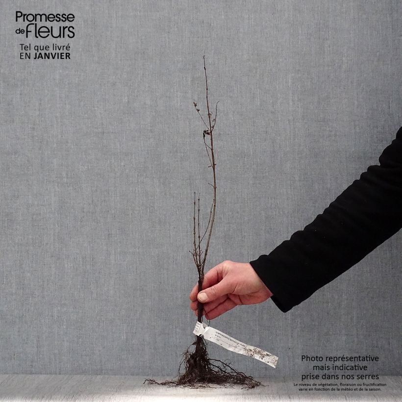 Spécimen de Symphorine Mother of Pearl - Symphorycarpos doorenboosii  Racines nues, Buisson, Ramifié tel que livré en hiver