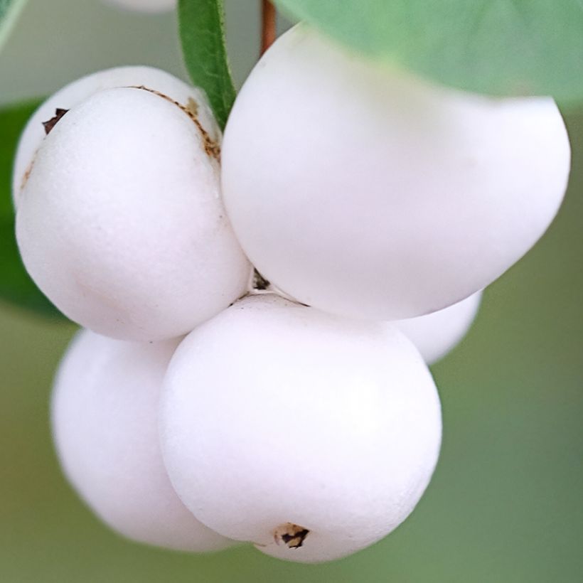 Symphorine - Symphoricarpos Arvid (Harvest)