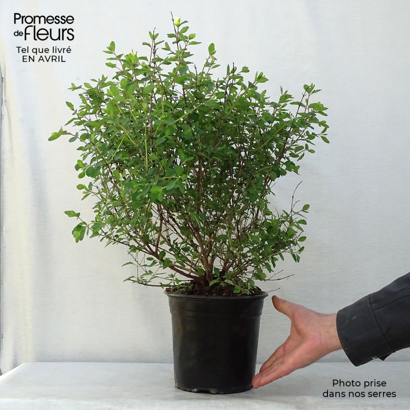 Example of Symphorine, Symphoricarpos doorenbosii  Magical Candy Pot de 2L/3L as you get in printemps
