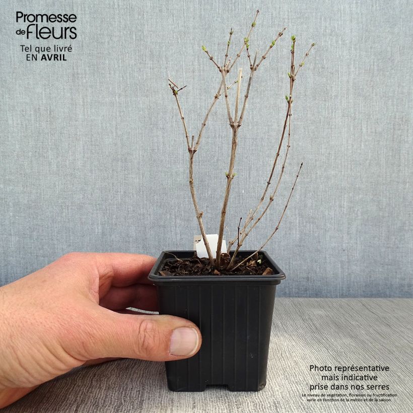 Example of Symphorine - Symphoricarpos doorenbosii White Hedge Godet de 8/9 cm as you get in printemps