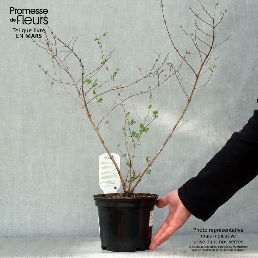Example of Symphorine - Symphoricarpos doorenbosii White Hedge Pot de 2L/3L as you get in printemps