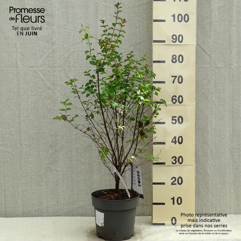Spécimen de Symphorine - Symphoricarpos orbiculatus Symphony Rock Pot de 4L/5L tel que livré au printemps