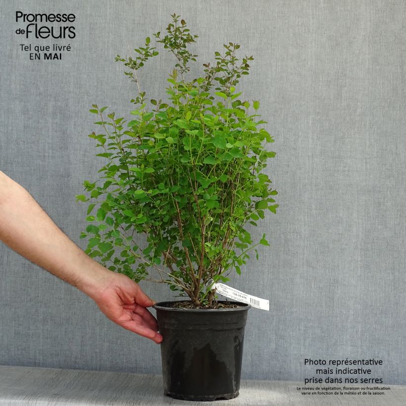 Example of Symphorine - Symphoricarpos x doorenbosii Magical Sweet Pot de 4L/5L as you get in printemps