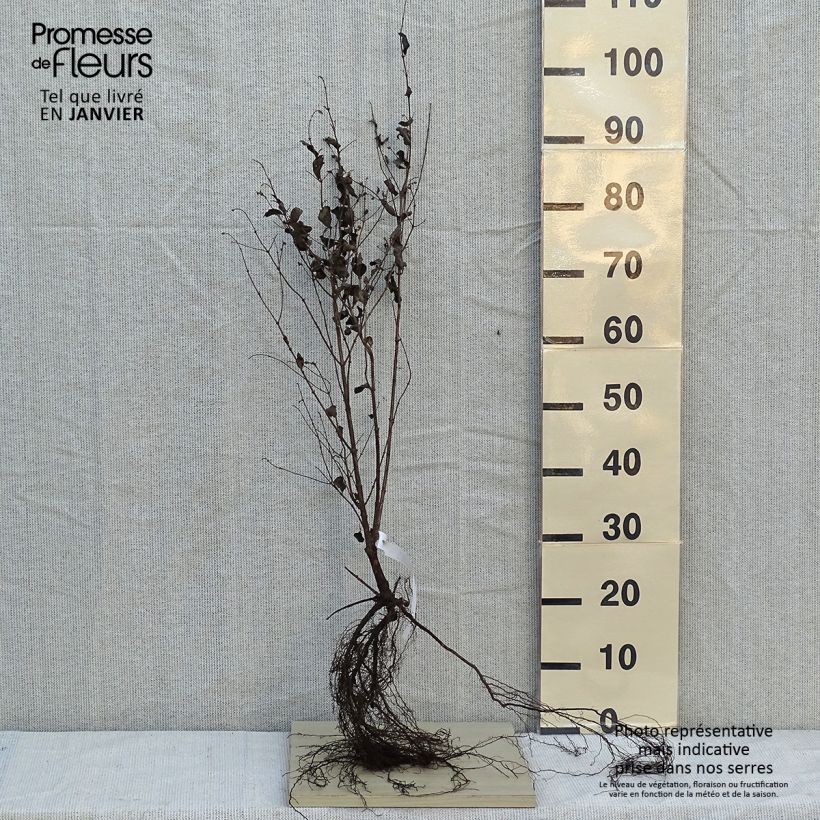 Example of Symphorine blanche - Symphoricarpos albus var. laevigatus Racines nues as you get in hiver