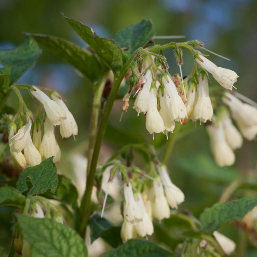 Consoude à grandes fleurs - Symphytum grandiflorum (Flowering)