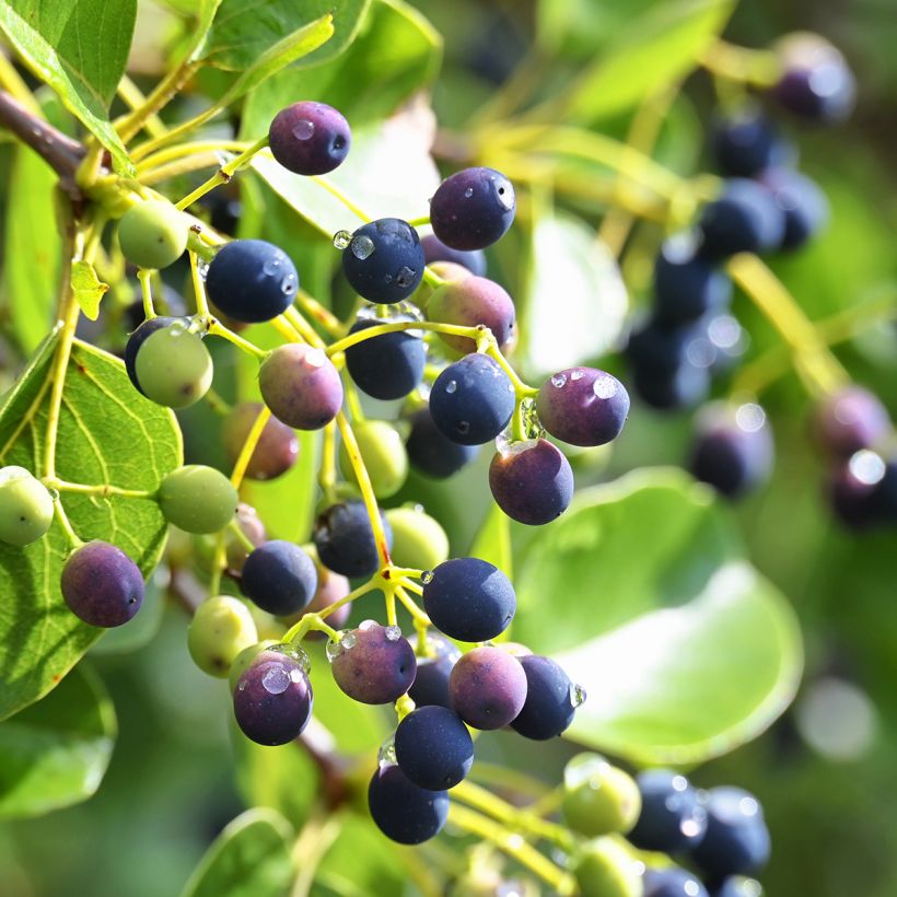 Symplocos paniculata (Récolte)