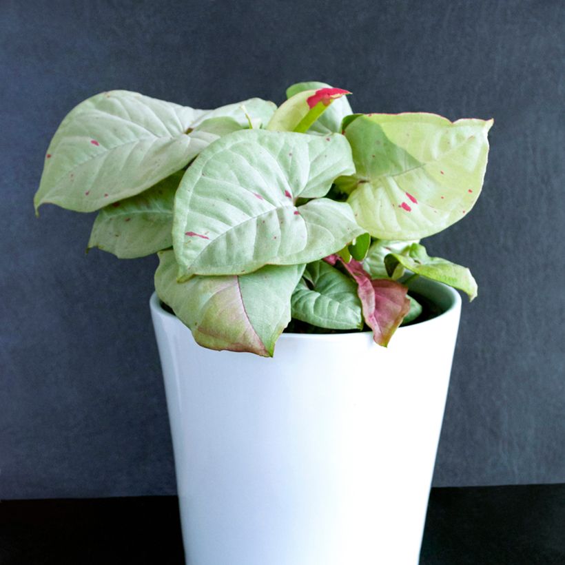 Syngonium Confetti (Port)