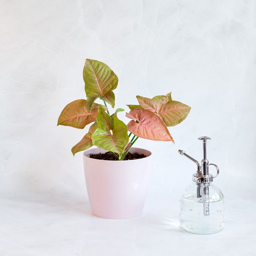 Syngonium Neon Robusta (Port)