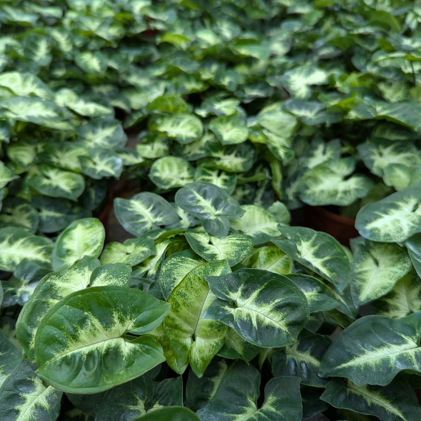 Syngonium Pixie (Foliage)