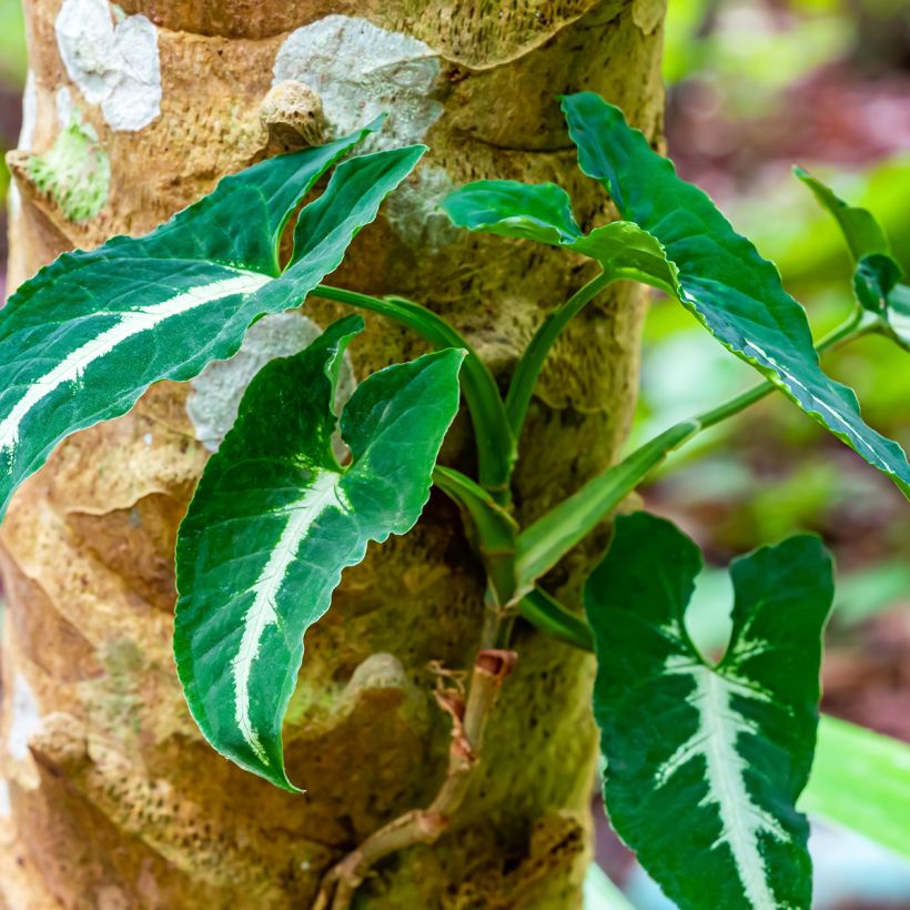 Syngonium wendlandii (Port)