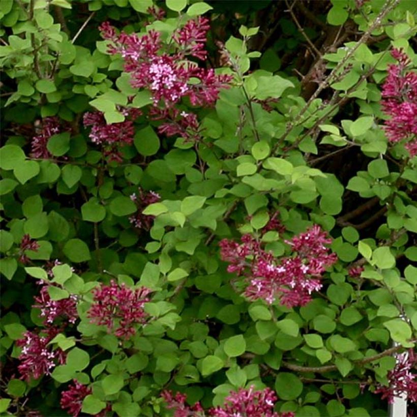 Lilas Bloomerang Dark Purple - Syringa nain hybride remontant (Foliage)