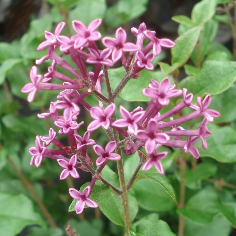 Lilas Bloomerang Dark Purple - Syringa nain hybride remontant (Flowering)