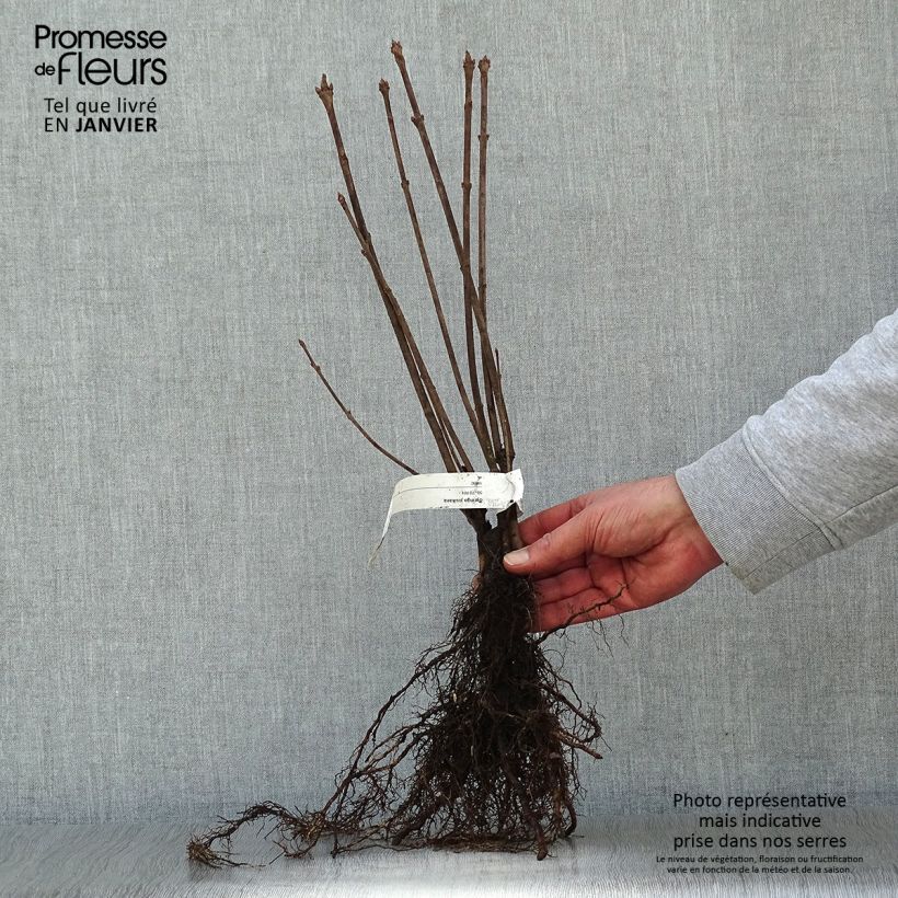 Example of Lilas de Hongrie - Syringa josikaea Racines nues as you get in hiver