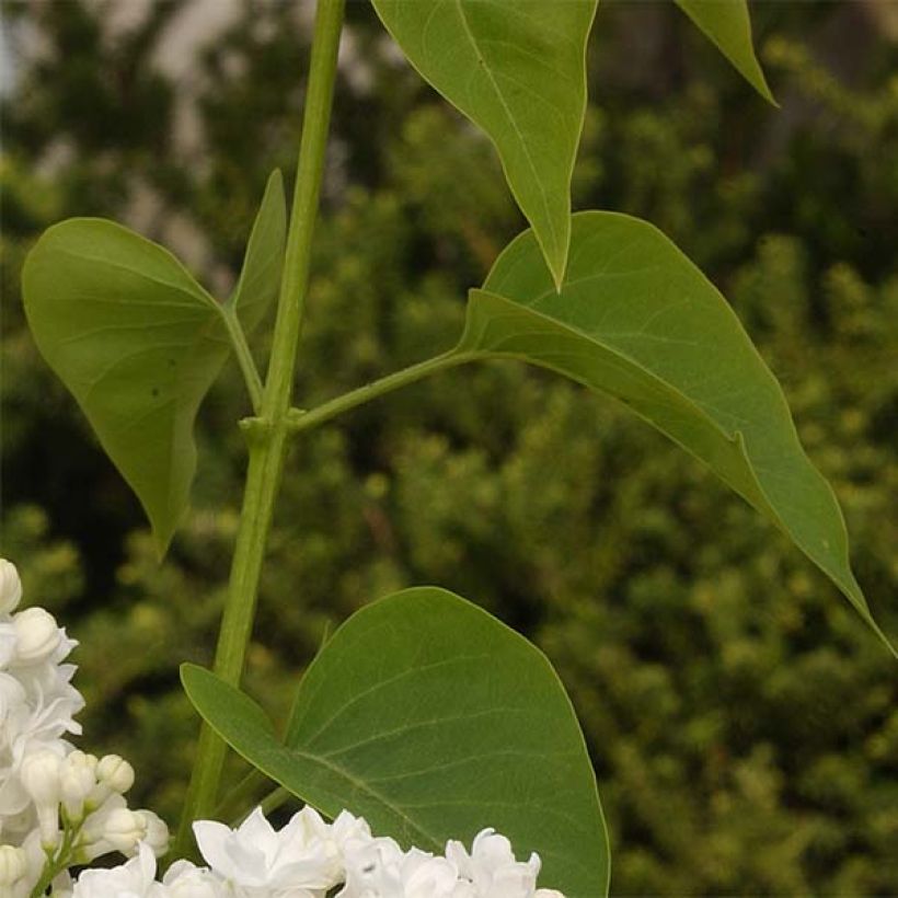 Lilas - Syringa vulgaris Dentelle d'Anjou (Foliage)