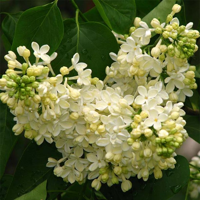 Lilas - Syringa vulgaris Dentelle d'Anjou (Flowering)