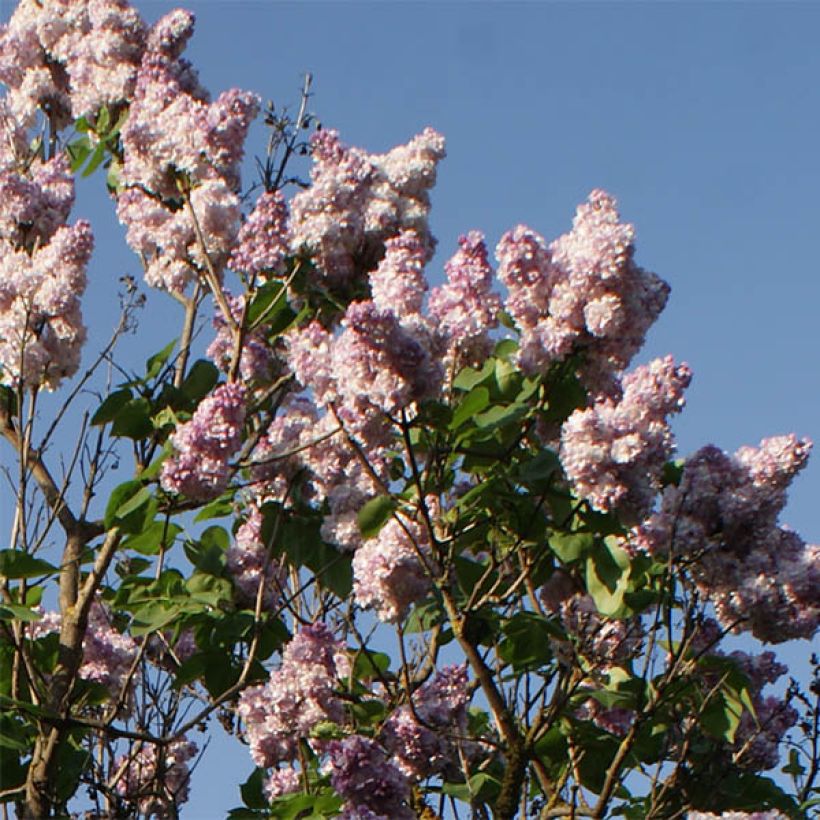 Lilas - Syringa vulgaris Katherine Havemeyer  (Flowering)