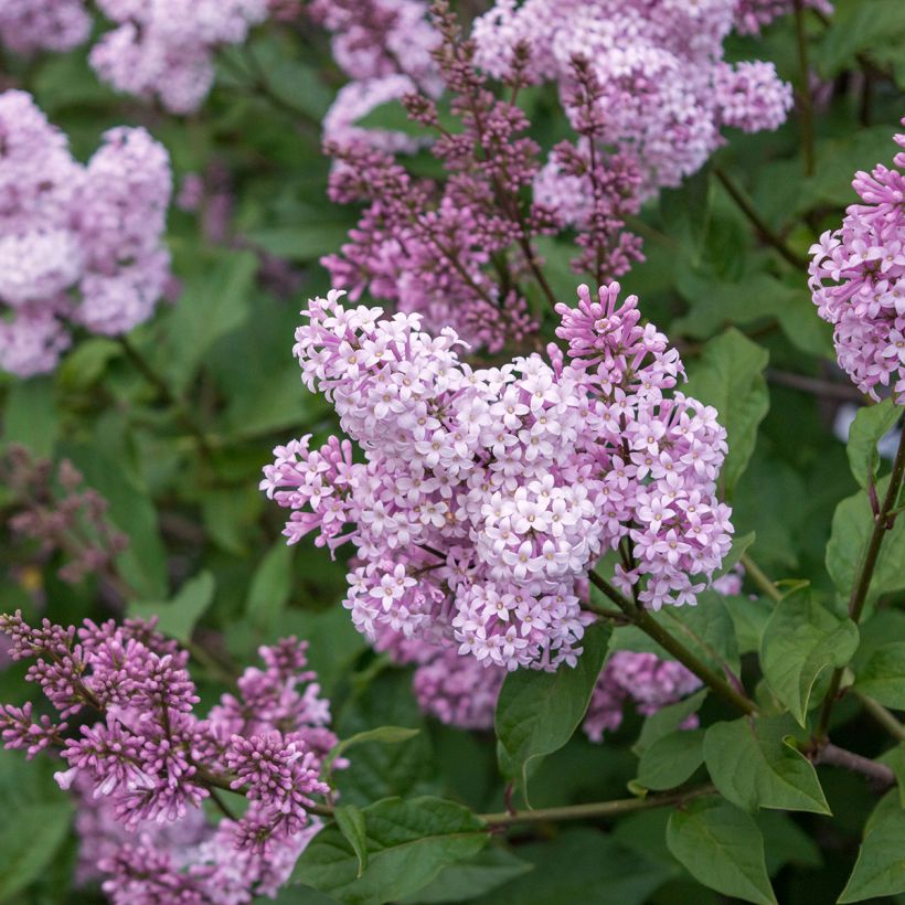 Lilas - Syringa chinensis Saugeana (Floraison)