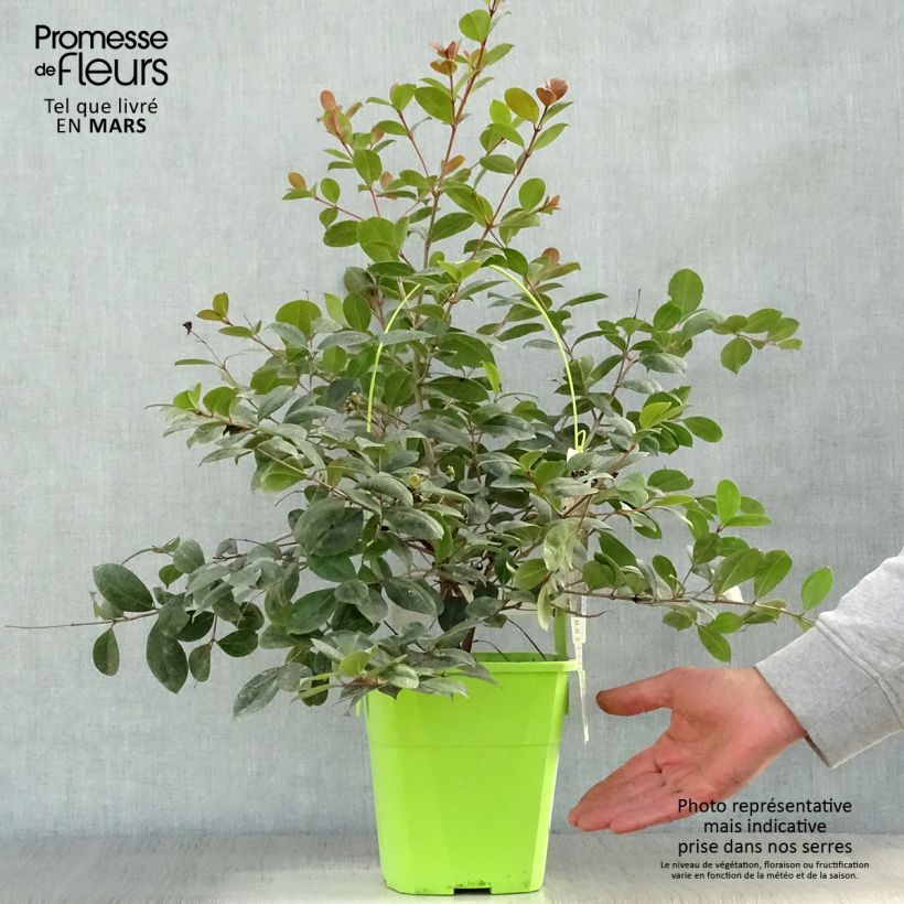 Spécimen de Syzygium australe Big Red Pot de 4L/5L tel que livré au printemps