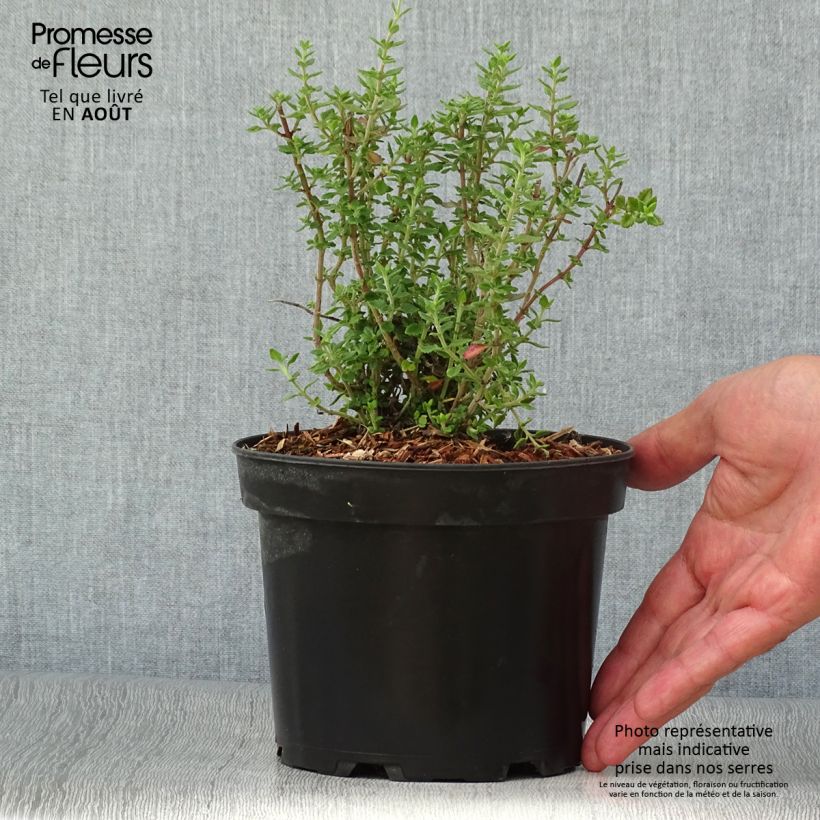 Spécimen de Teucrium lucidrys - Germandrée Pot de 2L/3L tel que livré en été