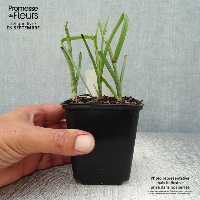 Spécimen de Tradescantia virginiana Brevicaulis - Ephémère de Virginie Godet de 8/9 cm tel que livré en automne