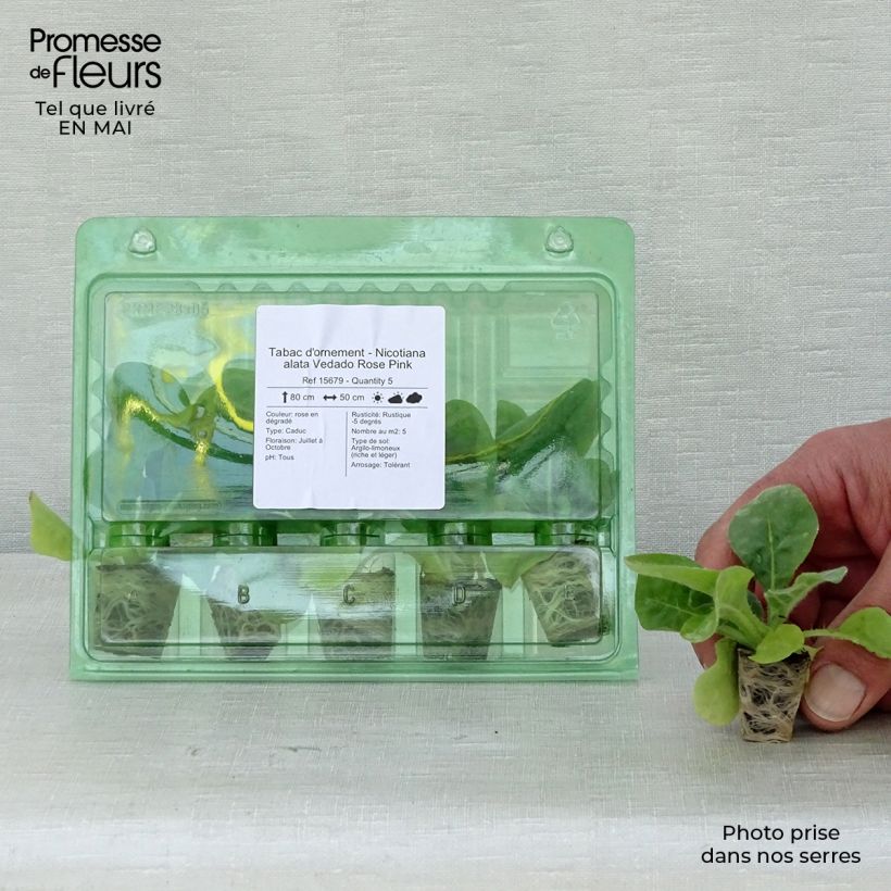 Spécimen de Tabac d'ornement - Nicotiana alata Vedado Rose Pink Mini-motte Ø 3/4 cm tel que livré au printemps