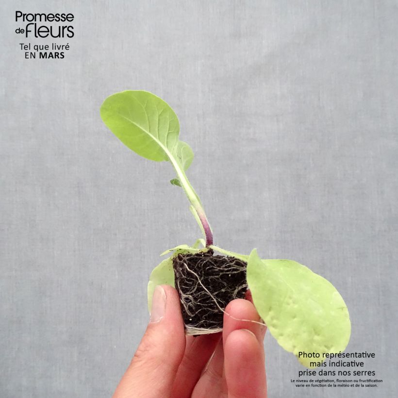 Spécimen de Tabac d'ornement - Nicotiana Marshmallow Mini-motte Ø 3/4 cm, Livré en plant vert de 5 à 10 cm de hauteur tel que livré au printemps