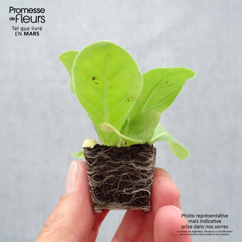 Spécimen de Tabac d'ornement - Nicotiana sylvestris Mini-motte Ø 3/4 cm, Livré en plant vert de 5 à 10 cm de hauteur tel que livré au printemps