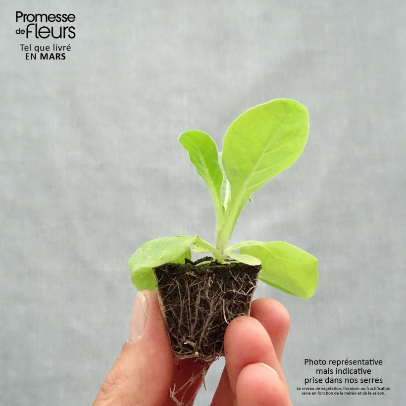 Example of Tabac d'ornement Perfume Mix Jardimotte : motte 3,8 cm x 3,2 cm en plaque de culture par 16 as you get in printemps