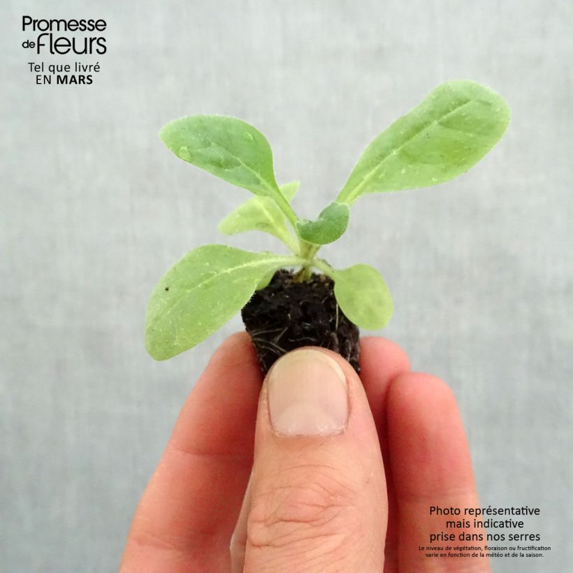 Spécimen de Tabac d'ornement Perfume Red - Nicotiana Mini-motte Ø 3/4 cm, Livré en plant vert de 5 à 10 cm tel que livré au printemps