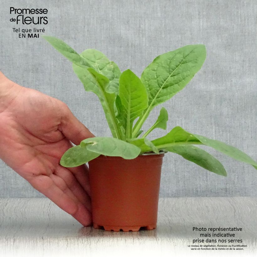 Spécimen de Tabac d'ornement Perfume Red - Nicotiana Godet de 8/9 cm tel que livré au printemps