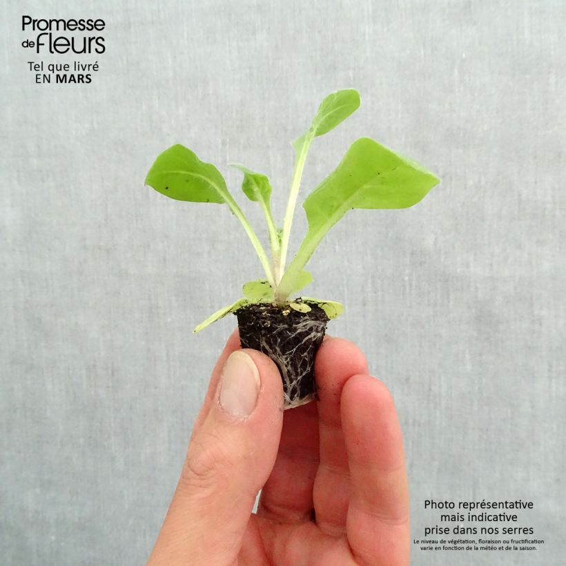 Spécimen de Tabac d'ornement Perfume White - Nicotiana Mini-motte Ø 3/4 cm, Livré en plant vert de 5 à 10 cm de hauteur tel que livré au printemps