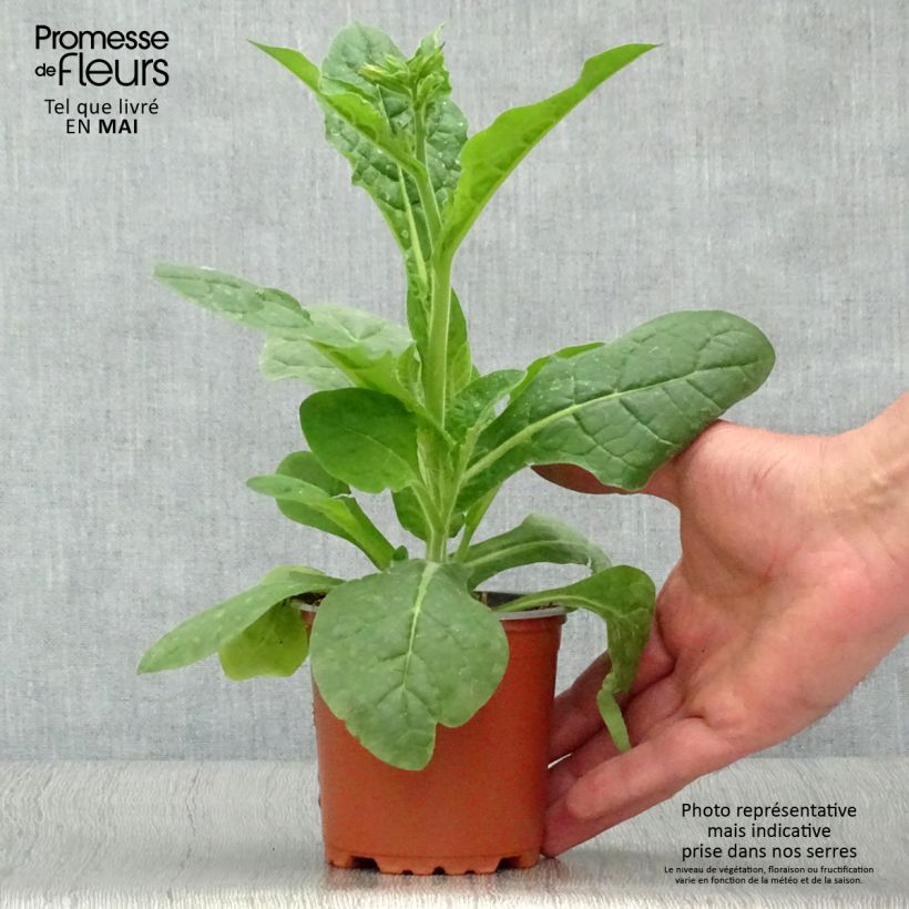 Spécimen de Tabac d'ornement Perfume White - Nicotiana Godet de 8/9 cm tel que livré au printemps