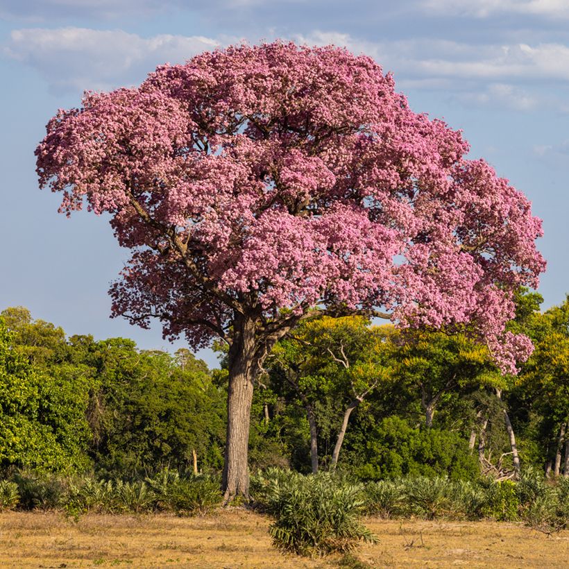 Tabebuia impetiginosa - Lapacho (Port)