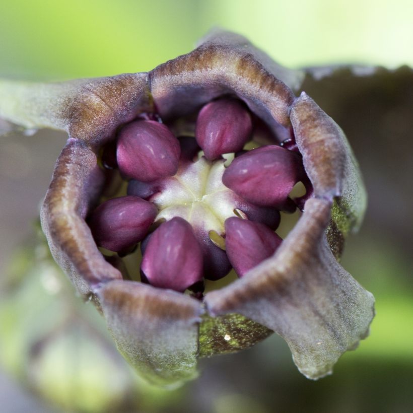 Tacca integrifolia Nivea - Fleur Chauve-souris (Flowering)