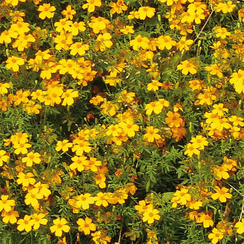Tagetes Gold Medal - Oeillet d'Inde stérile (Floraison)