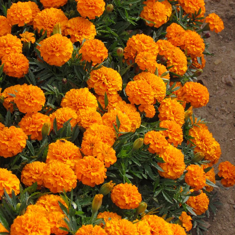 Graines d'Oeillet d’Inde Boy O Boy Orange - Tagetes patula (Port)