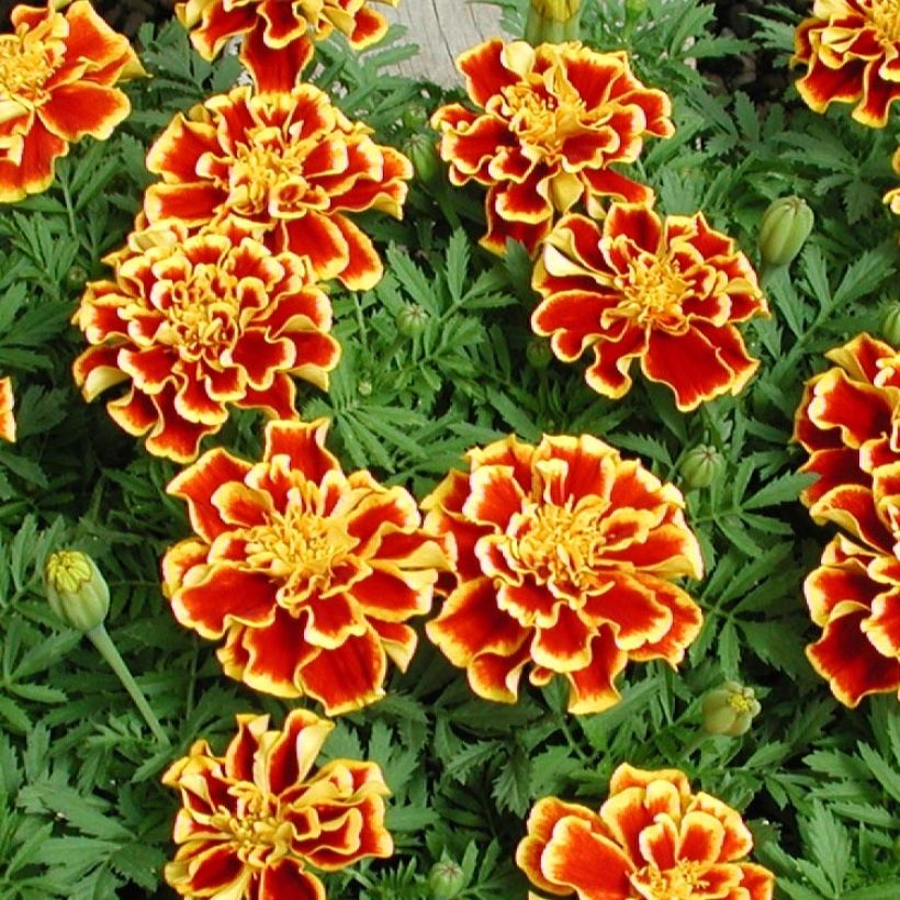 Oeillet d'Inde Queen Yellow Fire Mini-mottes (Floraison)