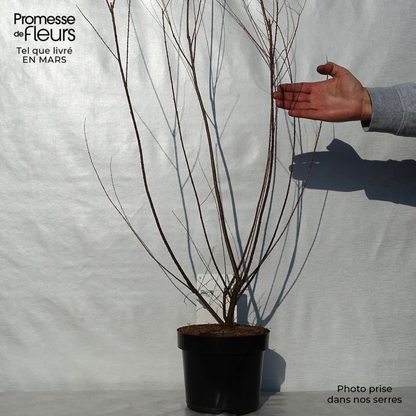 Spécimen de Tamaris ramosissima Hulsdonk White Pot de 3L/4L tel que livré au printemps