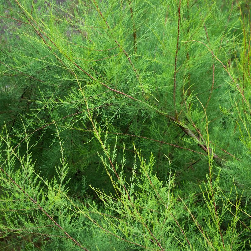Tamarix gallica - Tamaris français, Tamaris commun (Foliage)