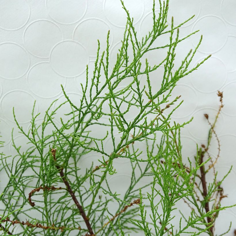 Tamarix parviflora - Tamaris de printemps (Foliage)