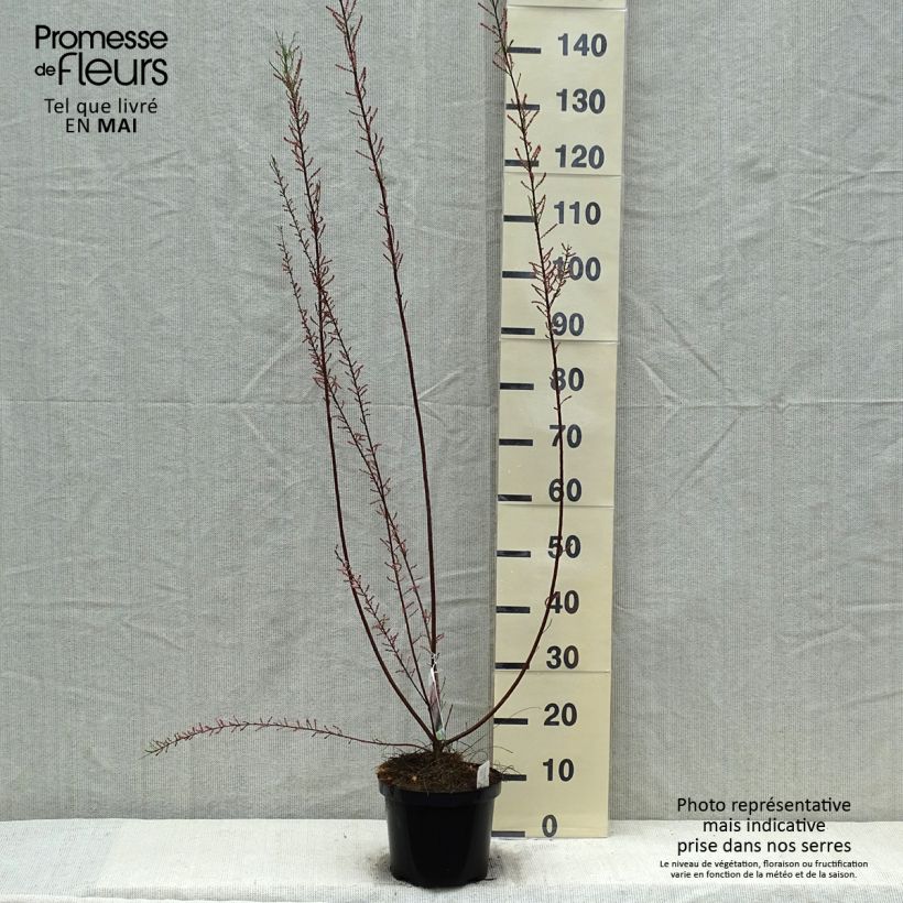 Example of Tamarix parviflora - Tamaris de printemps Pot de 3L/4L as you get in printemps