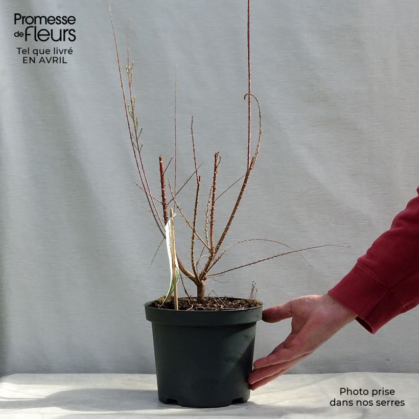 Example of Tamarix ramosissima Pink Cascade Pot de 2L/3L as you get in printemps