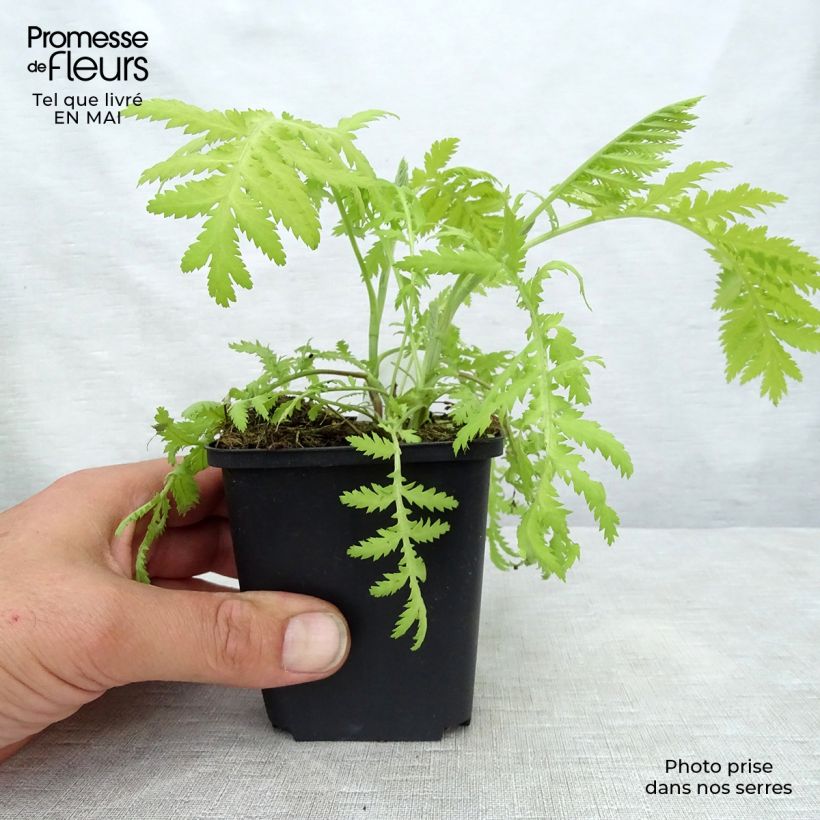 Spécimen de Tanacetum vulgare Isla Gold - Tanaisie dorée Godet de 8/9 cm tel que livré au printemps
