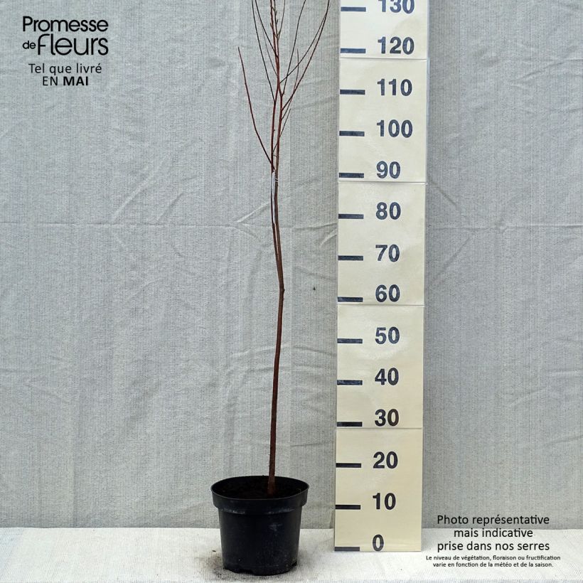 Example of Taxodium distichum - Cyprès chauve Pot de 3L/4L as you get in printemps