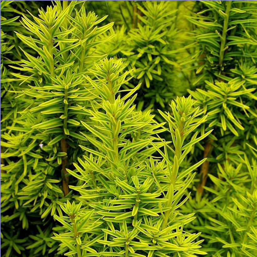 Taxus baccata David - If colonnaire panaché (Foliage)