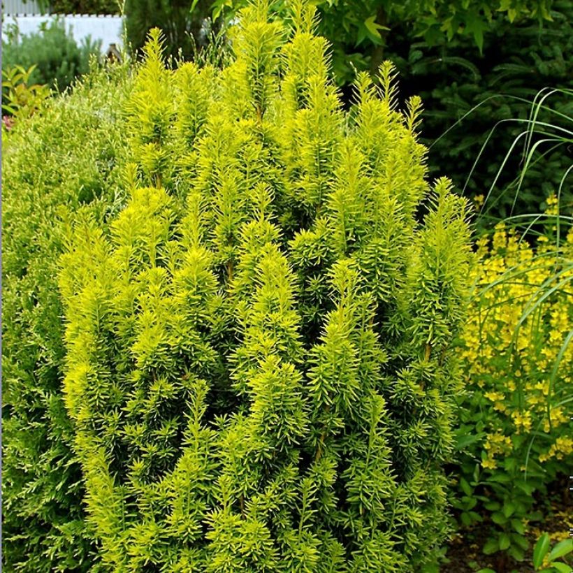 Taxus baccata David - If colonnaire panaché (Plant habit)