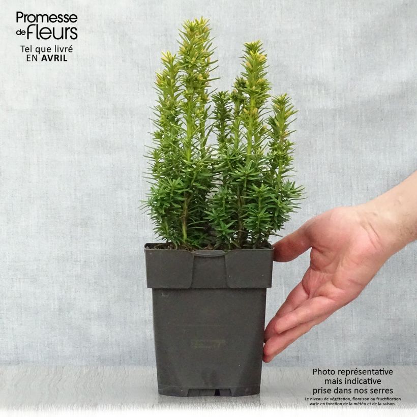 Example of Taxus baccata David - If colonnaire panaché Pot de 2L/3L as you get in printemps