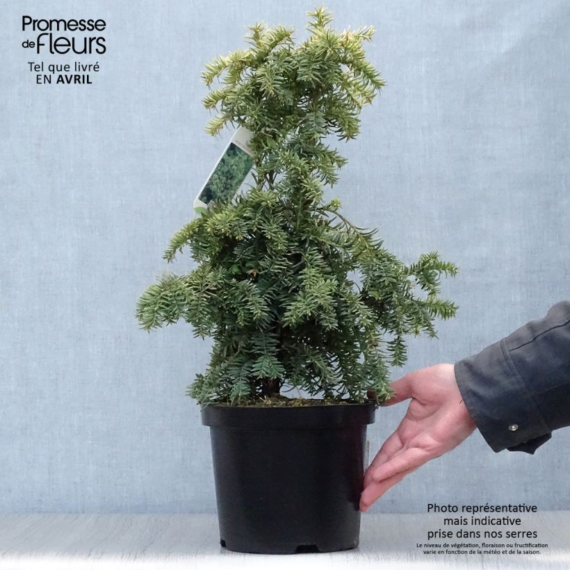 Spécimen de Taxus baccata Dovastonii Aurea - If doré Pot de 2L/3L tel que livré au printemps